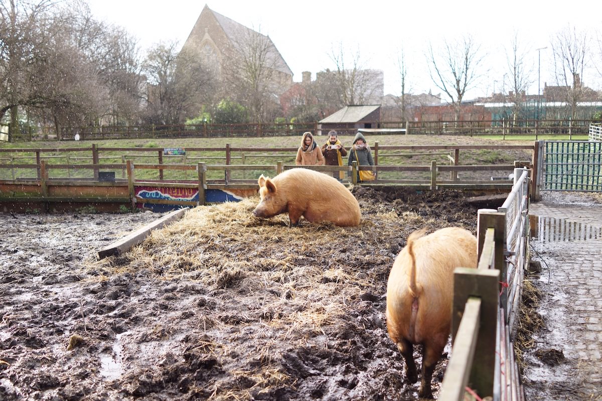 HACKNEY CITY FARM