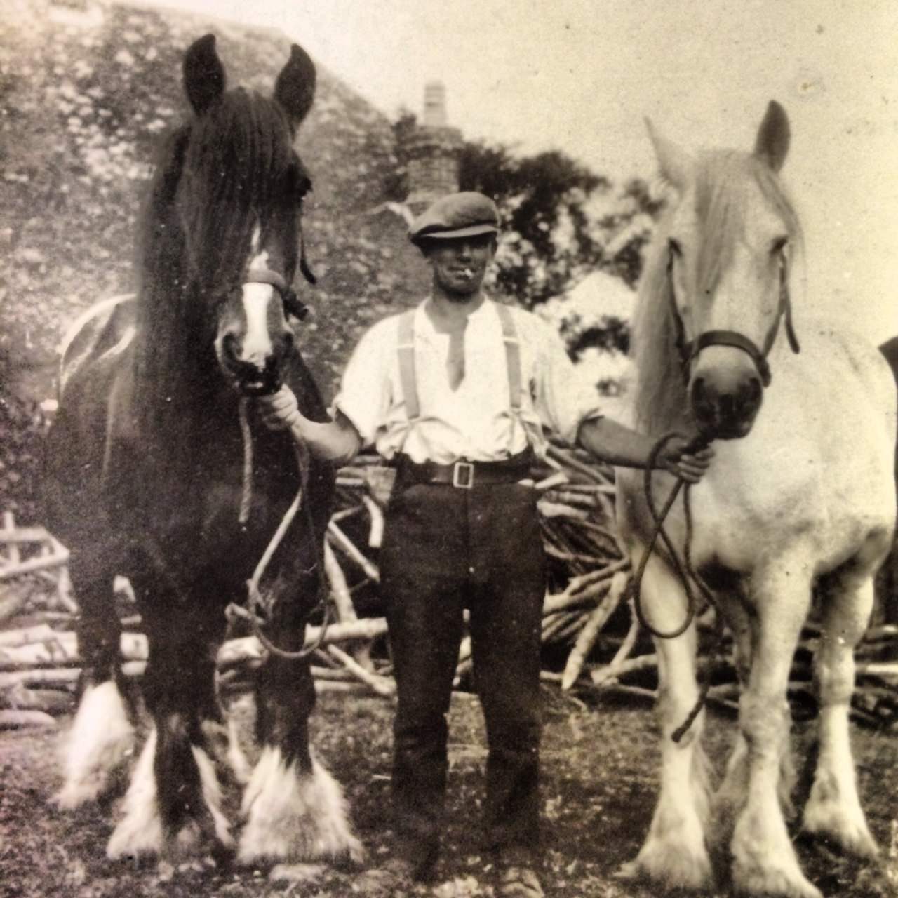 Grandfather and his two cart horses Boxer and Prince circa 1935