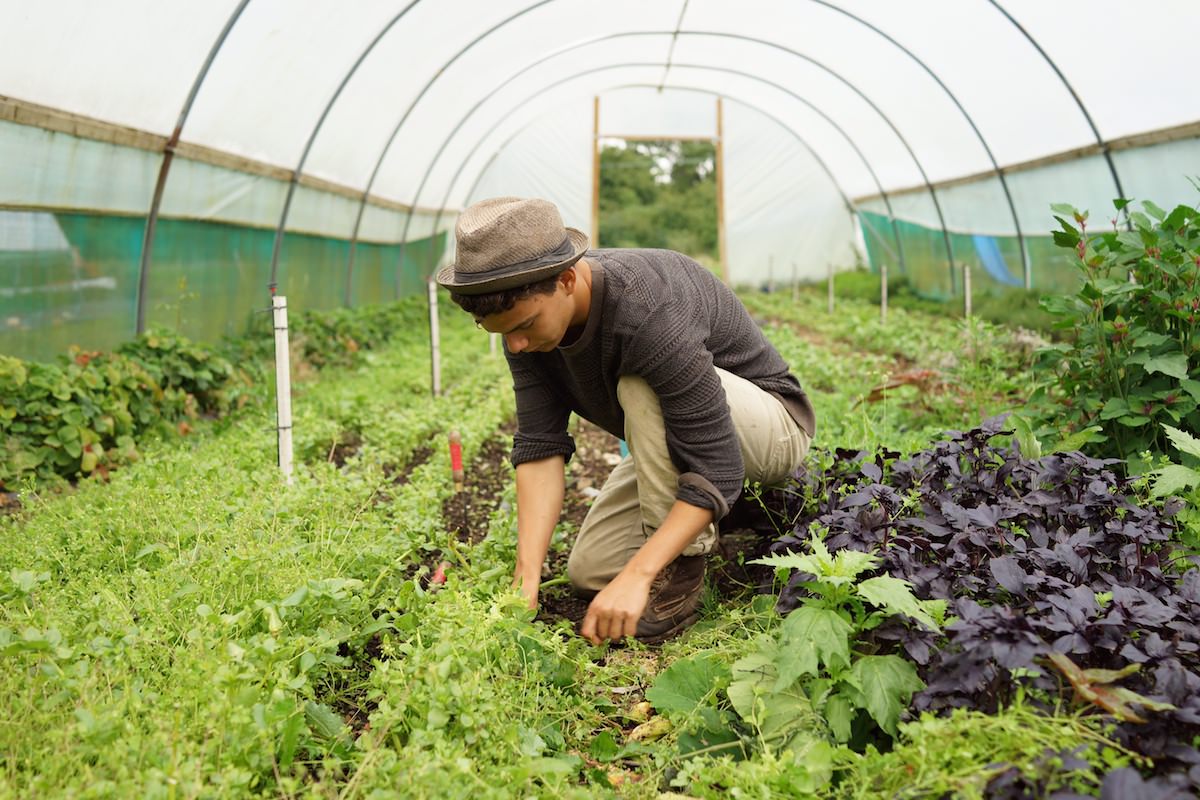 Independent Farmer