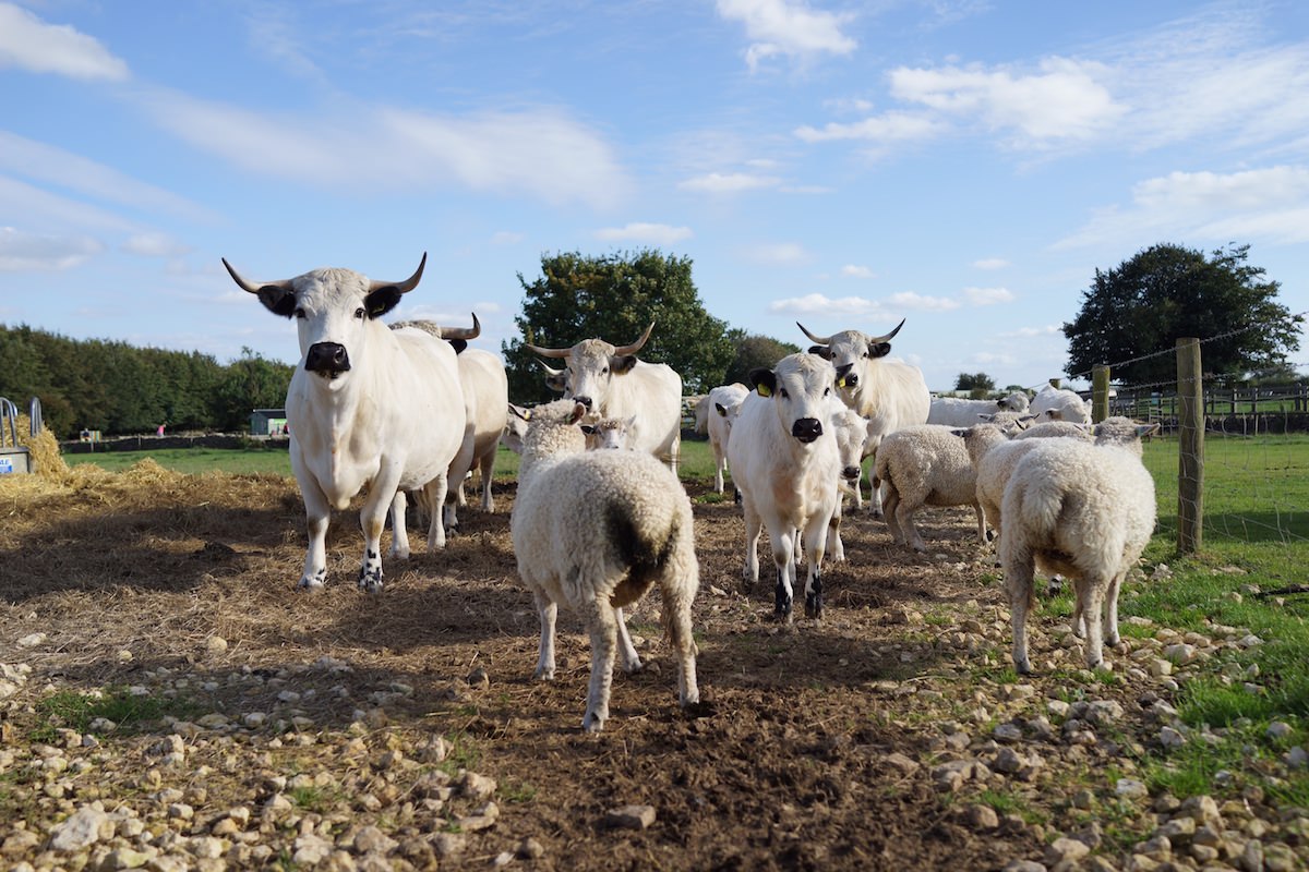 Park Cattle at Adam Henson's Cotswold Farm Park