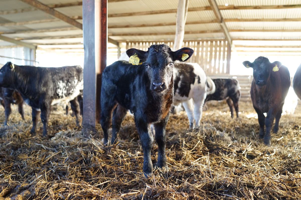 New born calf - Beginner Farmer