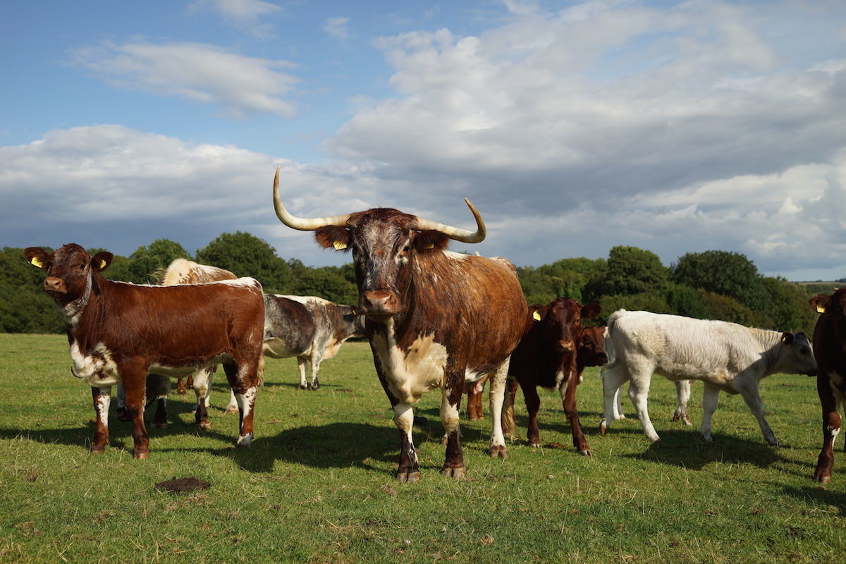 Longhorns