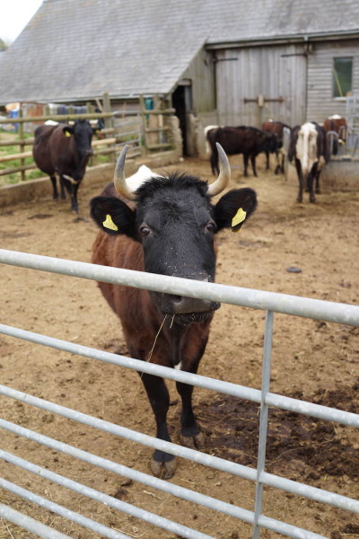 Gloucester Cow