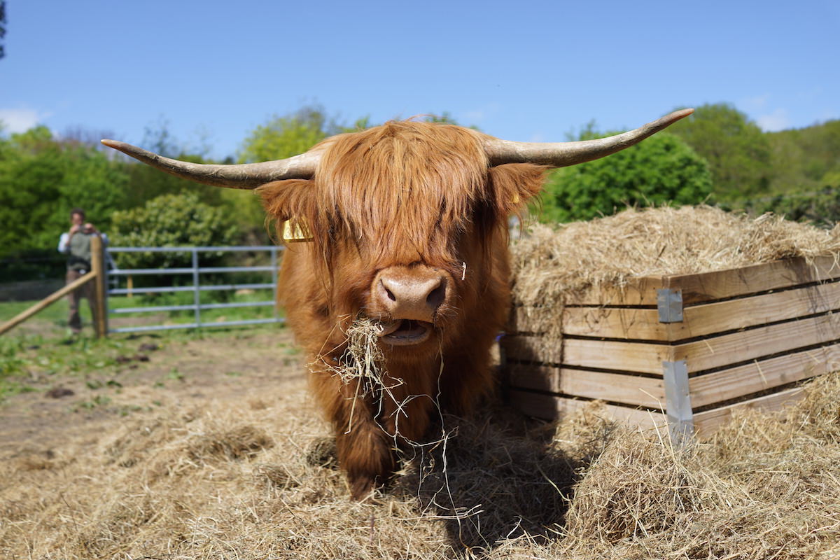 Clarissa the highland cow