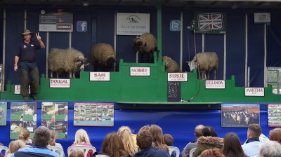 The Sheep Show