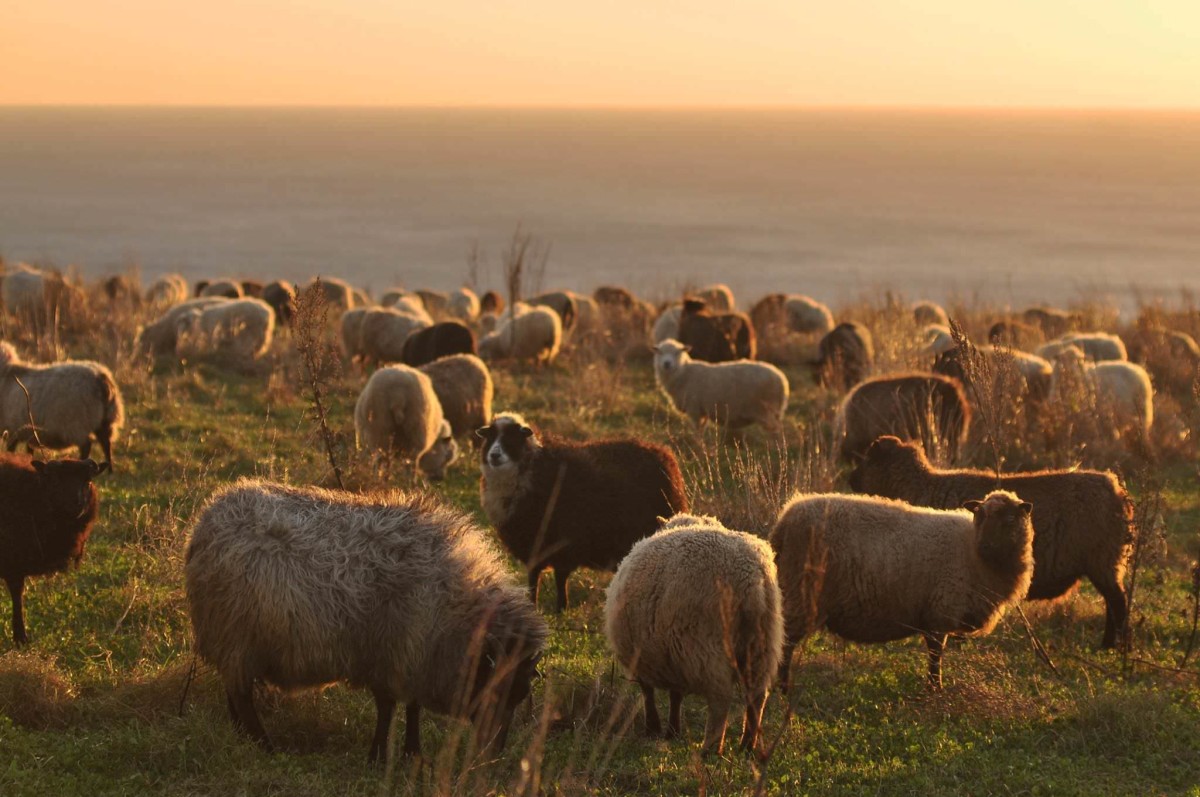 sheep-grazing