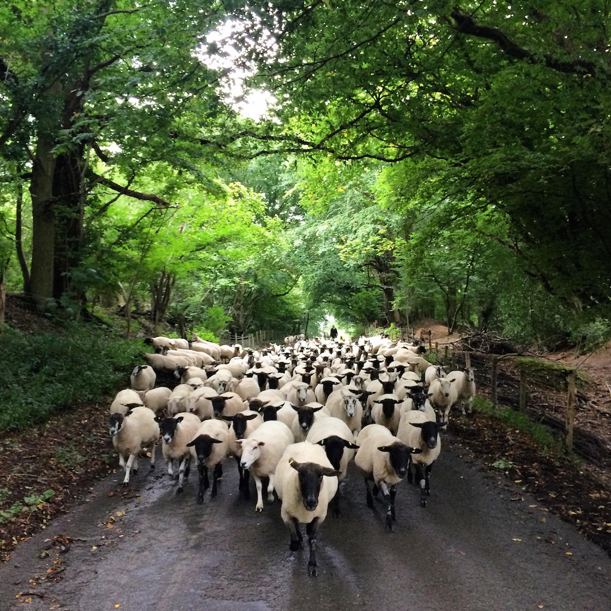 Moving Sheep