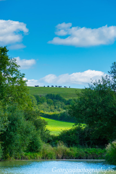 Hogshaw cows on the top of the hill