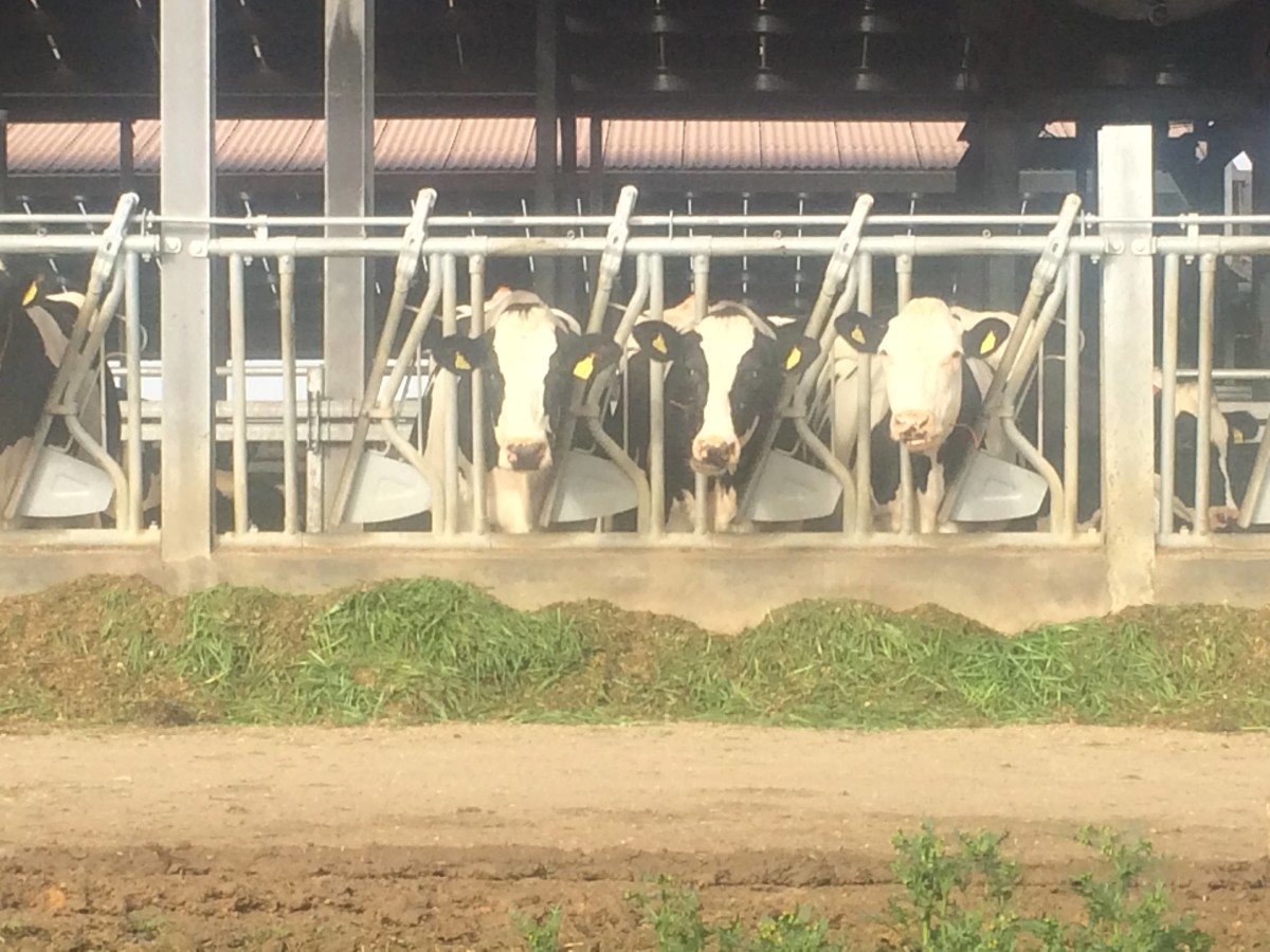 Cows in some intensive dairy units are housed indoors year-round.