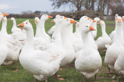 Cracknell's Farm Free Range Geese