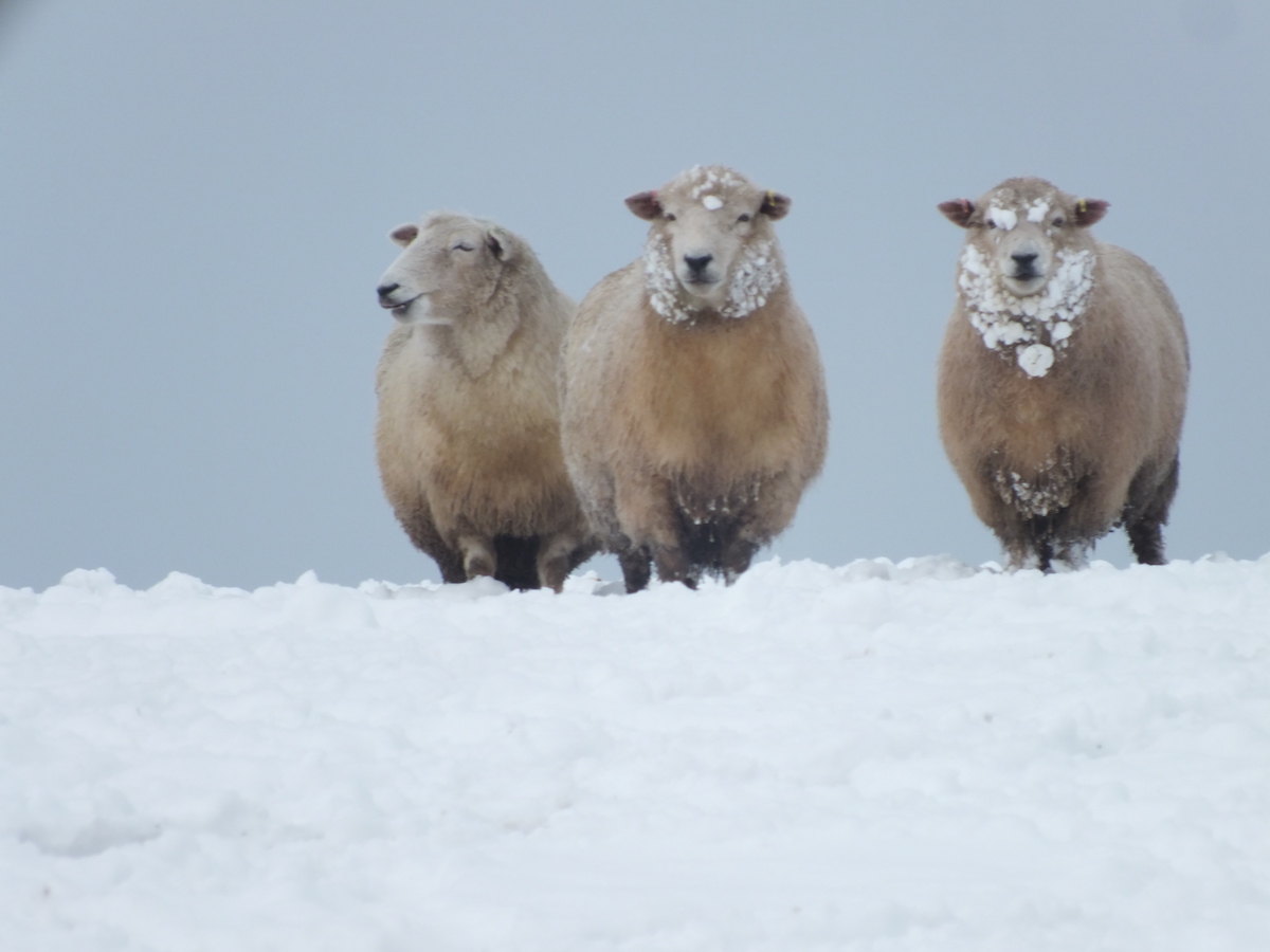 Romney Sheep in the Snow