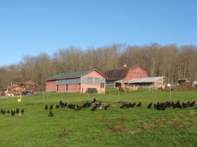 King Bird Farm