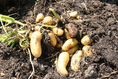 Charlotte potatoes July, tubers develop in the compost