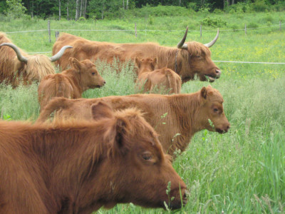 Cows and calves grazing in the meadow