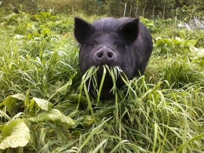 Pasture Raised Pig