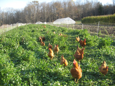 Free range Chickens