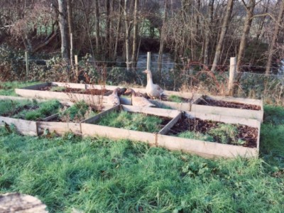 Geese in the Kitchen Garden