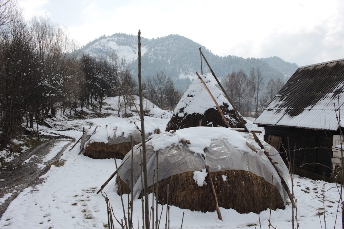 Hay at Mia and Eugen's farm, Rosia Montana