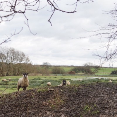 Muddy Marshland