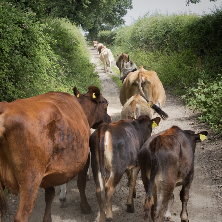 On The Way To Milking Calf at Foot Dairy