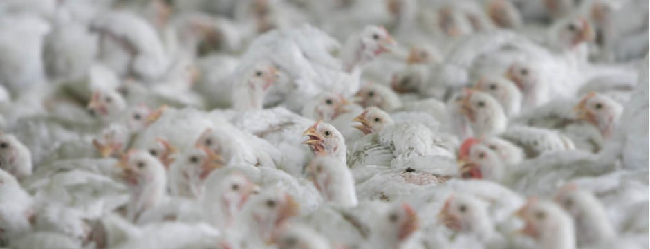 chicken farms risk workers health