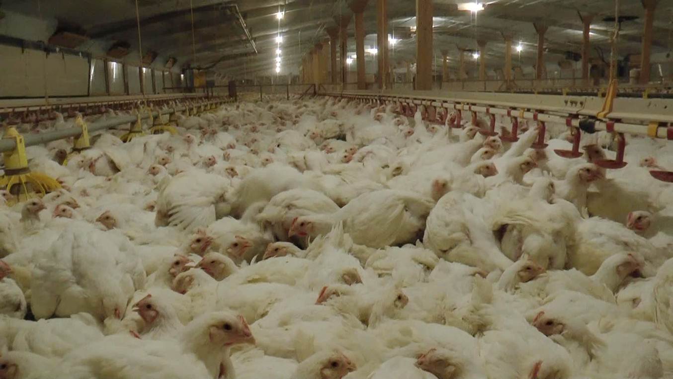 poultry farm antibiotics