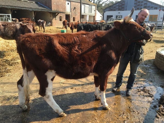 Biodynamic Short Horn Cow