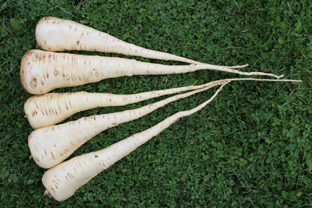 parsnips grown in undug heavy soil below 8 inches