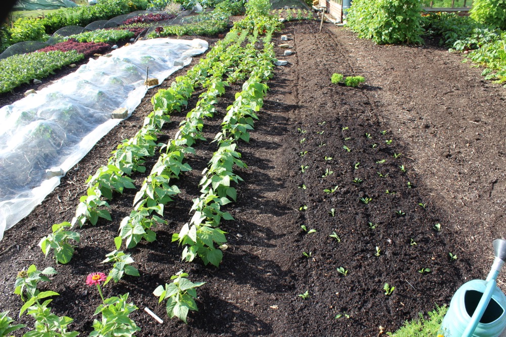 the same beds as the lettuce grew in, 3 months later in August, no weeds and easy to keep weed free thanks to no dig