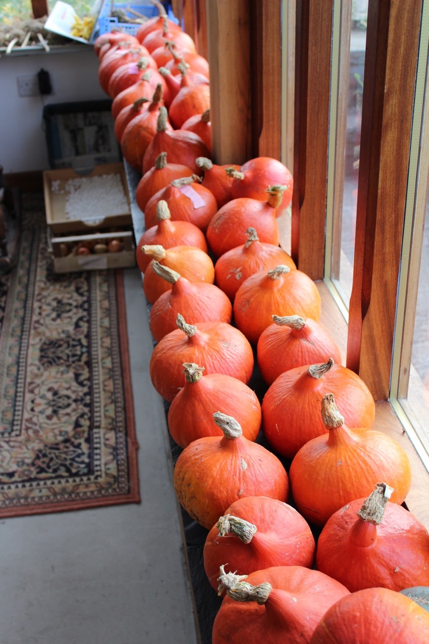 Indie, squash 6 plants, 3rd yr same soil