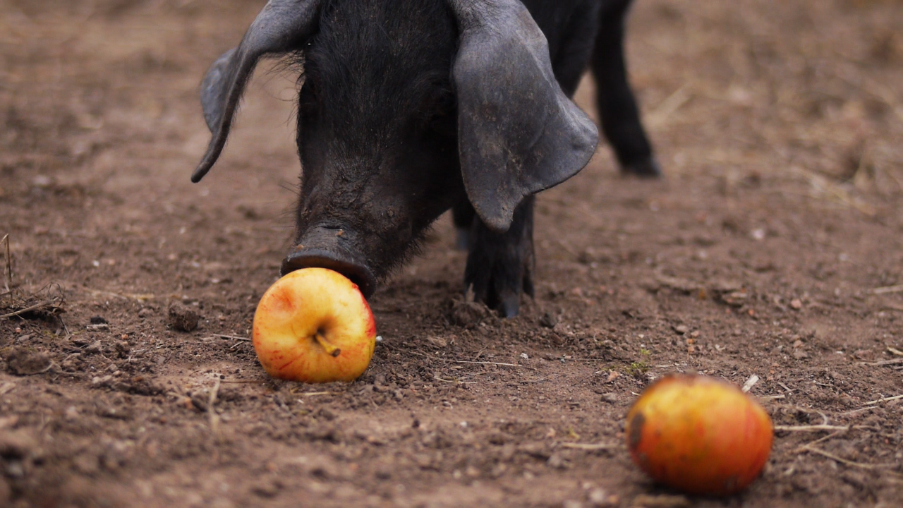 Sacred_Earth_piglet-apple