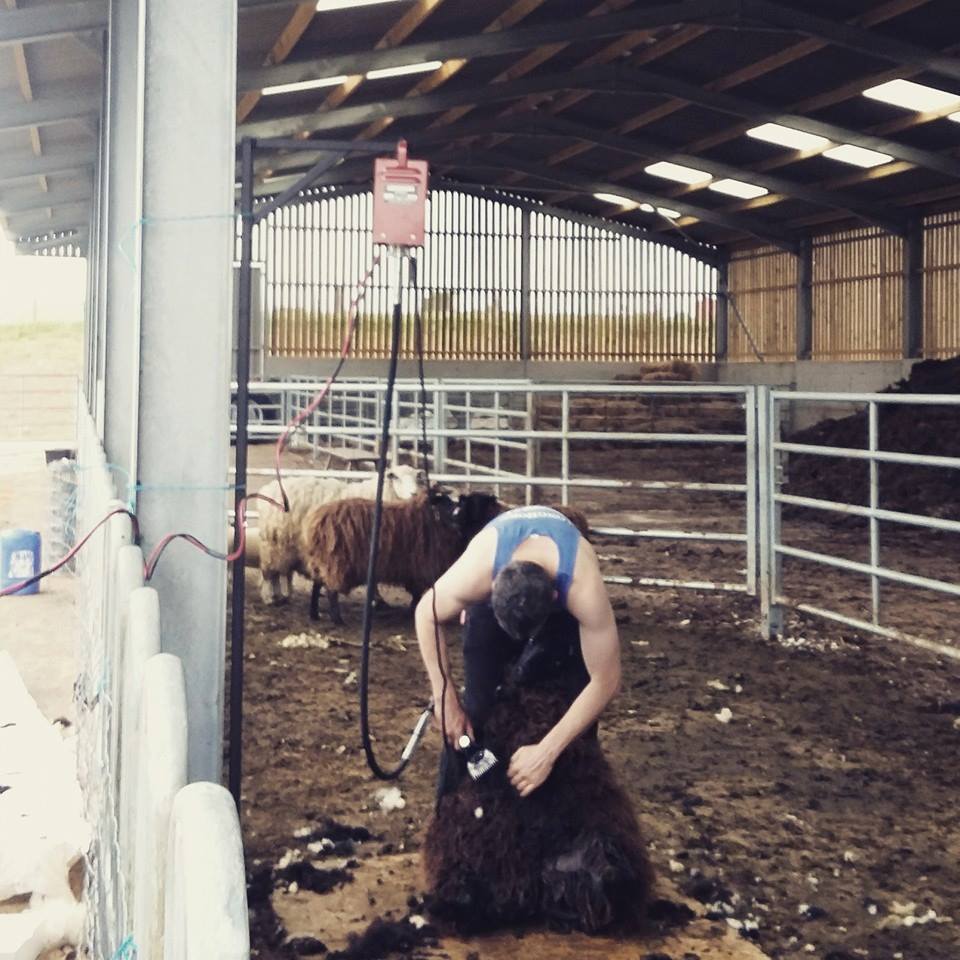 michael harding shearing