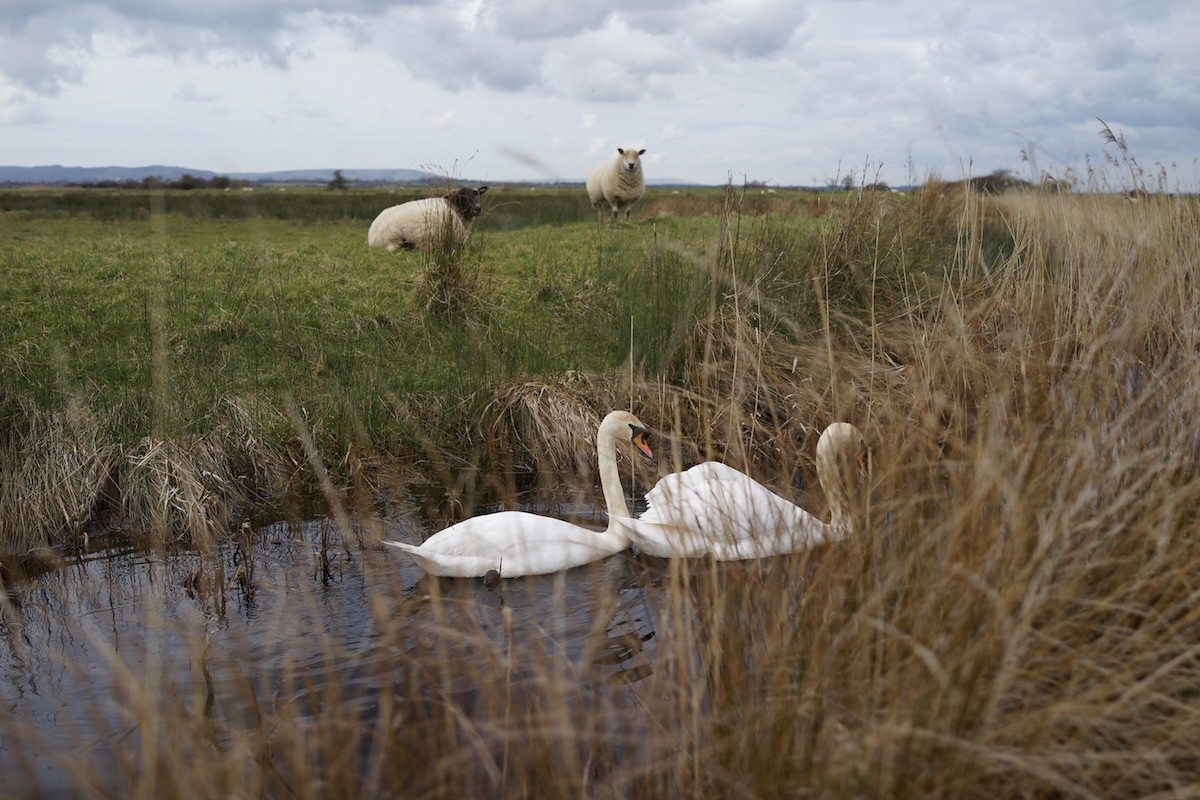 Swans on Pevensey Marsh Sussex Wildlife Land