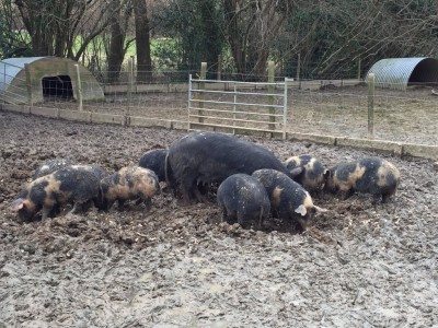 Mumma Pig and her youngsters