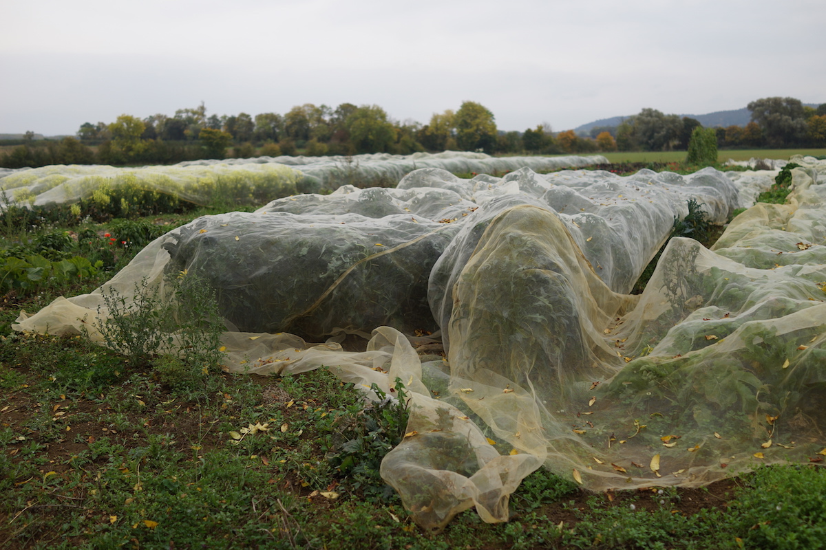 Market Garden in Worcestershire