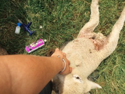 Vaccinating the lambs