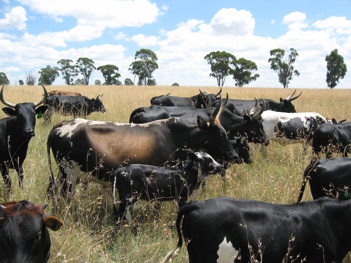 Nguni Cattle. Creative commons image by Justinjerez