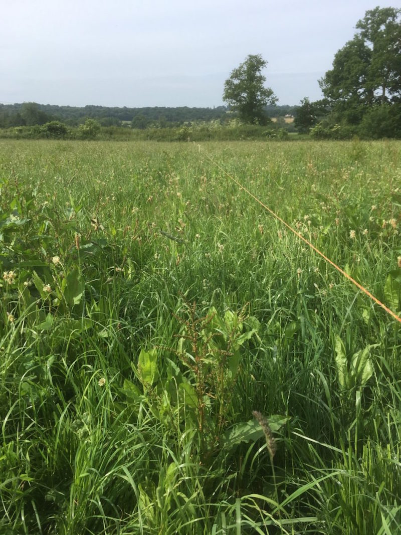 These diverse herbal leys offer the cow plenty of choice