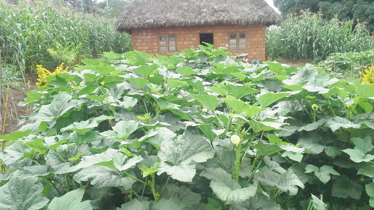 a-typical-organic-home-vegetable-garden-of-nfor-a-progressive-farmer