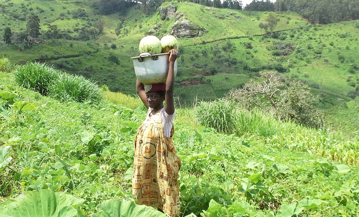 A woman farmer harvesting organic water melon from Bio demonstration farm