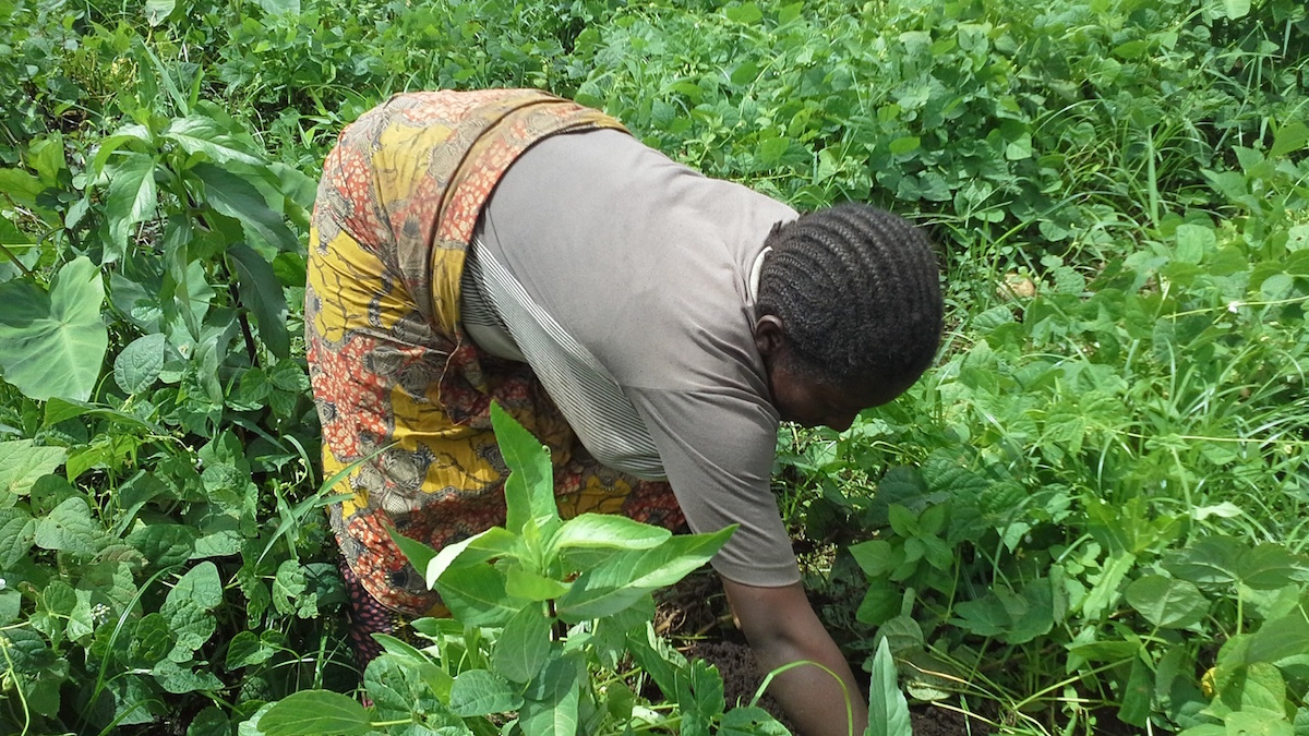 a-woman-farmer-weeding-at-her-organic-home-garden