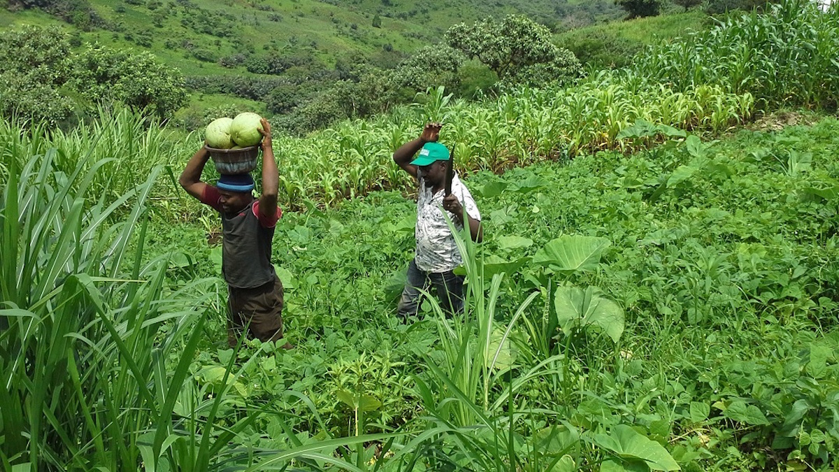 harvesting-of-water-melon-from-the-bio-demonstration-farm-mixed-cropped-and-inter-cropped-with-pulses-cereals-species-and-vegetables