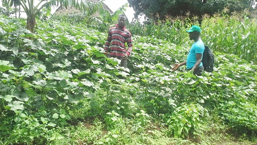 kari-jackson-visiting-nfor-organic-home-garden-intercropped-with-okra-maize-banana-tomato-carrots-pumpkin-onion-water-melon