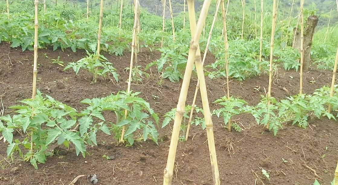 tomato-cultivation