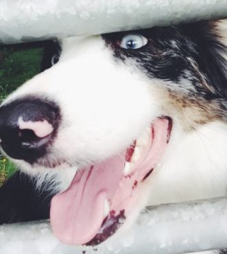 Bess watching the sheep