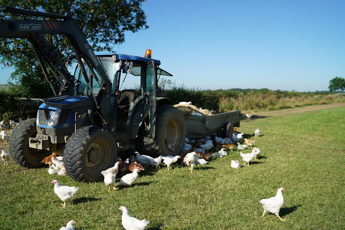 Chickens enjoying the shade under Nick and Jacob's tractor