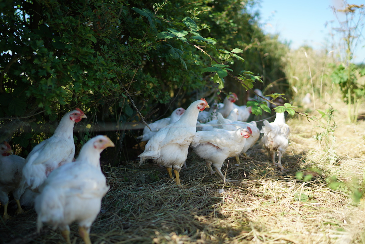 Nick and Jacobs chickens scratching around in the hedges