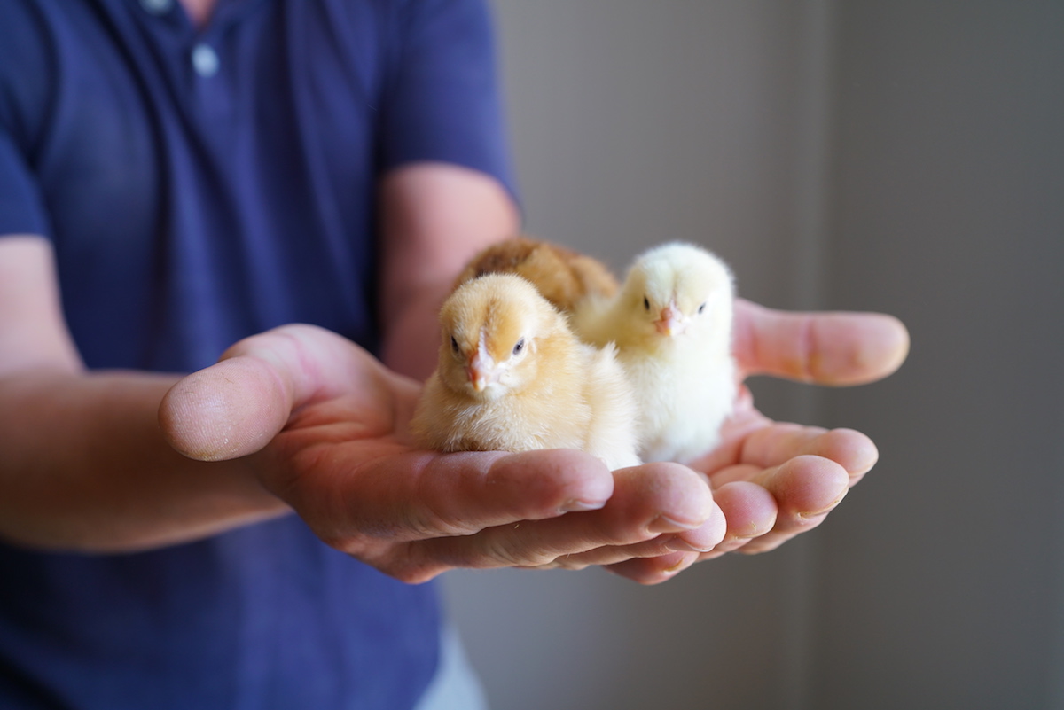 free range chicks