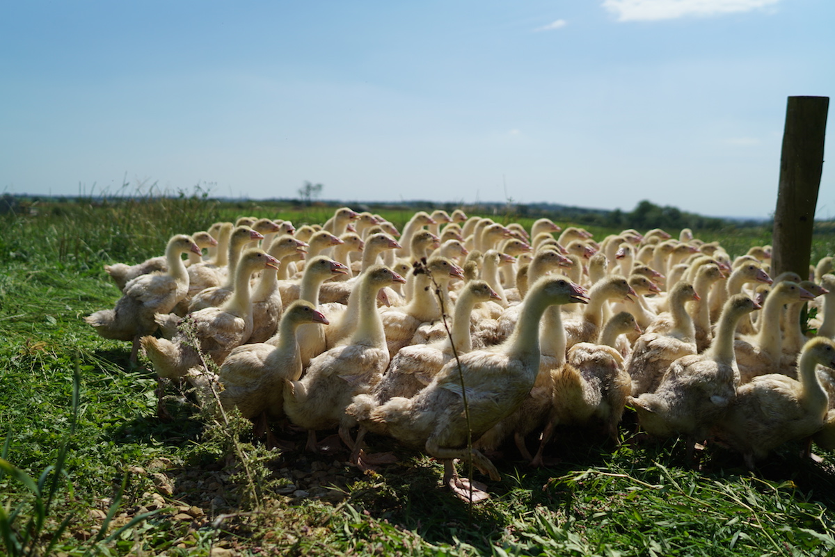 Free range Geese