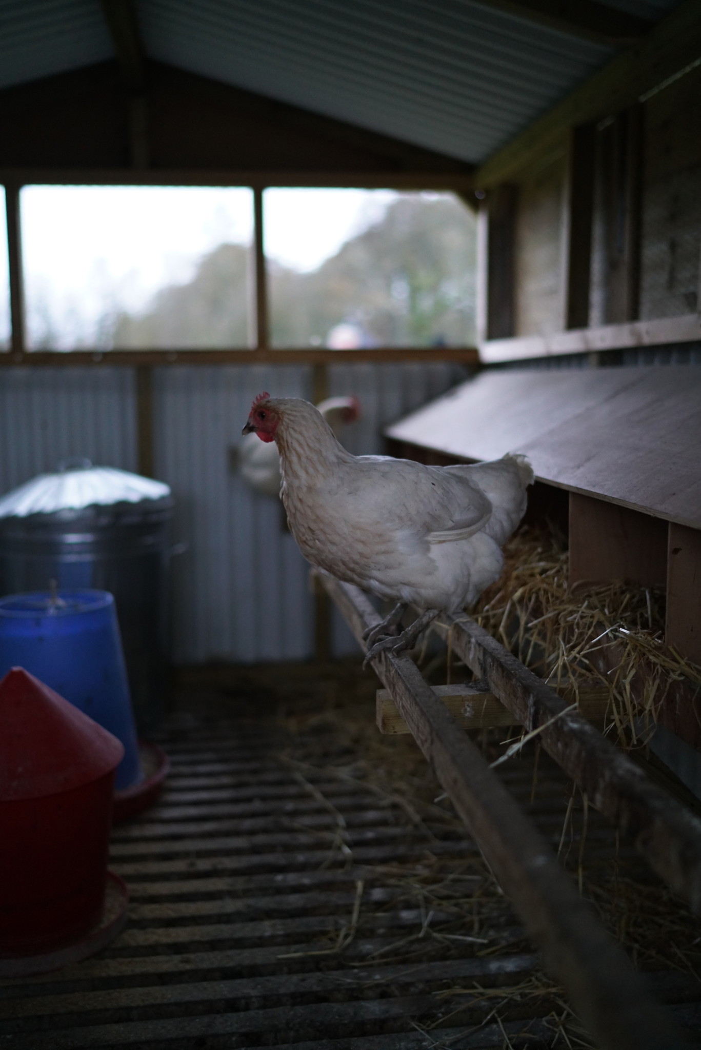 chicken tractor interior